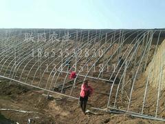 【土建溫室大棚建設_土建溫室大棚設計_土建溫室大棚承建】土建溫室大棚建設_土建溫室大棚設計_土建溫室大棚承建批發價格,廠家,圖片,淄博聯國農業發展 -