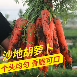新鮮蔬菜批發(fā)新選擇 10斤帶箱胡蘿卜，健康便捷直達(dá)餐桌