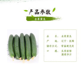 蘇子富春水果黃瓜——夏季綠色農(nóng)家小黃瓜，新鮮現(xiàn)摘的東北特產(chǎn)｜嘗鮮正當(dāng)時(shí)！